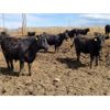 Image 6 : RP Ranch Ltd. - 860# Steers - 70 Head (Burdett, AB)