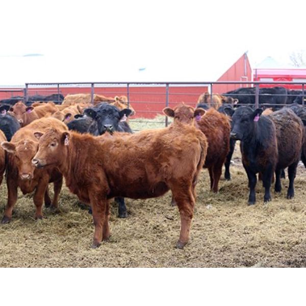 Steeves Land & Cattle - 750# Heifers - 43 Head (Carnduff, SK)
