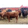 Image 1 : Steeves Land & Cattle - 750# Heifers - 43 Head (Carnduff, SK)
