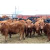 Image 2 : Steeves Land & Cattle - 750# Heifers - 43 Head (Carnduff, SK)