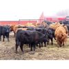 Image 3 : Steeves Land & Cattle - 750# Heifers - 43 Head (Carnduff, SK)