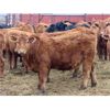 Image 4 : Steeves Land & Cattle - 750# Heifers - 43 Head (Carnduff, SK)