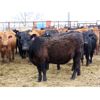 Image 5 : Steeves Land & Cattle - 750# Heifers - 43 Head (Carnduff, SK)