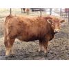 Image 6 : Steeves Land & Cattle - 750# Heifers - 43 Head (Carnduff, SK)