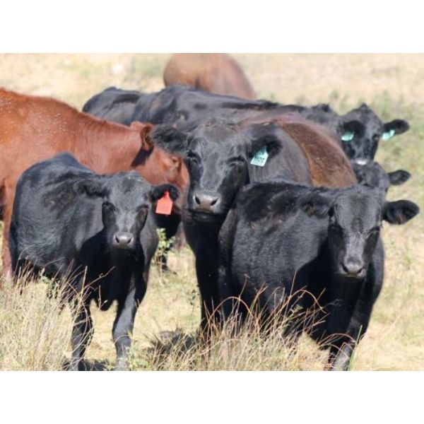 Castleland Ranch Corp. - 575# Steer Calves - 100 Head (Beechy, SK)