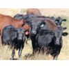 Image 1 : Castleland Ranch Corp. - 575# Steer Calves - 100 Head (Beechy, SK)