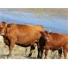 Image 2 : Castleland Ranch Corp. - 575# Steer Calves - 100 Head (Beechy, SK)
