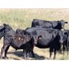 Image 3 : Castleland Ranch Corp. - 575# Steer Calves - 100 Head (Beechy, SK)