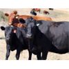 Image 4 : Castleland Ranch Corp. - 575# Steer Calves - 100 Head (Beechy, SK)
