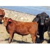 Image 5 : Castleland Ranch Corp. - 575# Steer Calves - 100 Head (Beechy, SK)