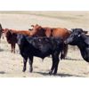 Image 6 : Castleland Ranch Corp. - 575# Steer Calves - 100 Head (Beechy, SK)