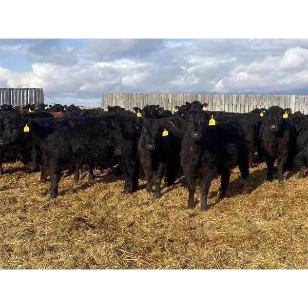 Kris Springer - 900# October Grass Heifers - 200 Head (Foam Lake, SK)