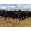 Image 1 : Kris Springer - 900# October Grass Heifers - 200 Head (Foam Lake, SK)