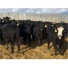 Image 2 : Kris Springer - 900# October Grass Heifers - 200 Head (Foam Lake, SK)