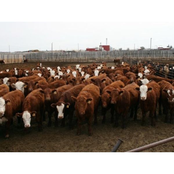 McIntyre Ranch - 935# Steers - 185 Head (Raymond, AB)