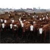 Image 3 : McIntyre Ranch - 935# Steers - 185 Head (Raymond, AB)