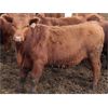 Image 6 : McIntyre Ranch - 935# Steers - 185 Head (Raymond, AB)