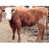 Image 7 : McIntyre Ranch - 935# Steers - 185 Head (Raymond, AB)