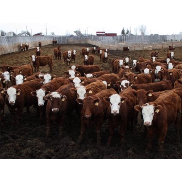 McIntyre Ranch - 825# Steers - 360 Head (Raymond, AB) - Team Auction Sales