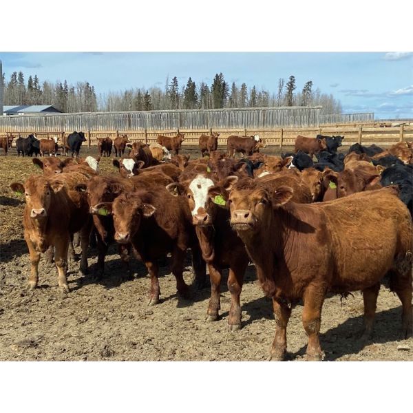 Van Loon Farms - 930# Steers - 256 Head (Tiger Lily, AB)