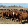 Image 1 : Van Loon Farms - 930# Steers - 256 Head (Tiger Lily, AB)