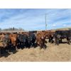 Image 2 : Van Loon Farms - 930# Steers - 256 Head (Tiger Lily, AB)