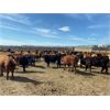Image 3 : Van Loon Farms - 930# Steers - 256 Head (Tiger Lily, AB)