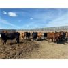 Image 4 : Van Loon Farms - 930# Steers - 256 Head (Tiger Lily, AB)