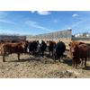 Image 5 : Van Loon Farms - 930# Steers - 256 Head (Tiger Lily, AB)