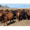 Image 6 : Van Loon Farms - 930# Steers - 256 Head (Tiger Lily, AB)