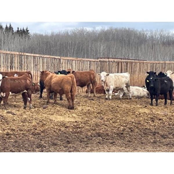 Verle Unrah - 810# Steers - 80 Head (Dewberry, AB)