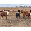 Image 6 : Verle Unrah - 810# Steers - 80 Head (Dewberry, AB)