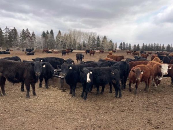 45 Ranch Range 45 Ranch Ltd. - 800# Steers - 325 Head (Dewberry, AB) - Team ...