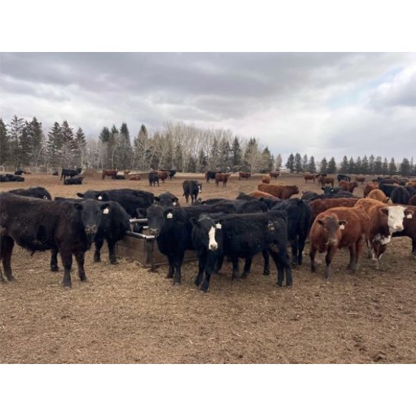 Range 45 Ranch Ltd. - 800# Steers - 325 Head (Dewberry, AB)