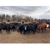 Image 1 : Range 45 Ranch Ltd. - 800# Steers - 325 Head (Dewberry, AB)