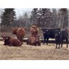 Image 2 : Range 45 Ranch Ltd. - 800# Steers - 325 Head (Dewberry, AB)