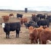 Image 3 : Range 45 Ranch Ltd. - 800# Steers - 325 Head (Dewberry, AB)