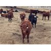 Image 4 : Range 45 Ranch Ltd. - 800# Steers - 325 Head (Dewberry, AB)