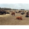 Image 5 : Range 45 Ranch Ltd. - 800# Steers - 325 Head (Dewberry, AB)