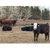 Image 6 : Range 45 Ranch Ltd. - 800# Steers - 325 Head (Dewberry, AB)