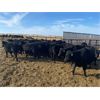 Image 2 : Stadnyk Farms - Black Replacement Heifers - 15 Head (Bruno, SK)