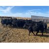 Image 3 : Stadnyk Farms - Black Replacement Heifers - 15 Head (Bruno, SK)