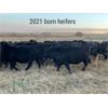 Image 4 : Stadnyk Farms - Black Replacement Heifers - 15 Head (Bruno, SK)