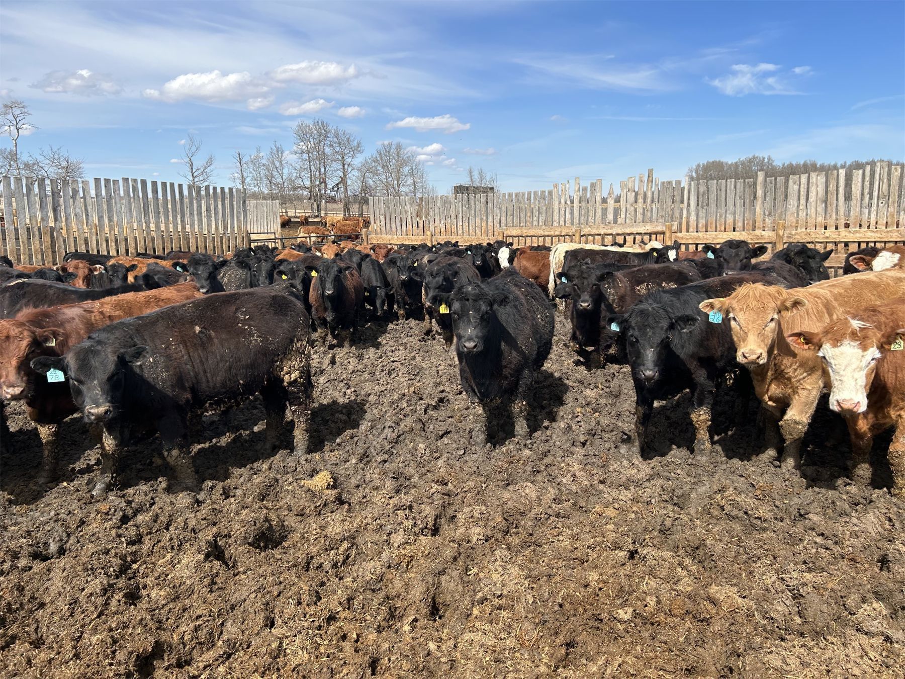 Rice Farms 1000 Steers 124 Head AB) Team Auction Sales Rice Farms 1000 Steers 124 Head AB) Team Auction Sales