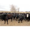 Image 4 : Tony Groenewoud - 1025# September Grass Steers - 360 Head (Turtleford, SK)