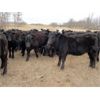 Image 5 : Tony Groenewoud - 1025# September Grass Steers - 360 Head (Turtleford, SK)