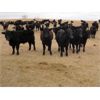 Image 6 : Tony Groenewoud - 1025# September Grass Steers - 360 Head (Turtleford, SK)