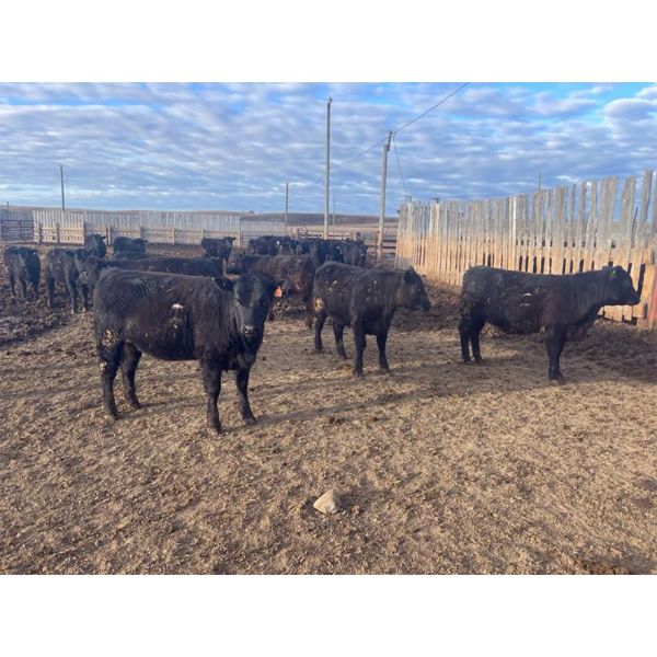 Cross Bar Ranch - 775# Heifers - 80 Head (Consort, AB) - Team Auction Sales