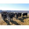 Image 2 : DJC Ranch - 1025# October Grass Steers - 540 Head (Meadow Lake, SK)