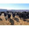 Image 4 : DJC Ranch - 1025# October Grass Steers - 540 Head (Meadow Lake, SK)
